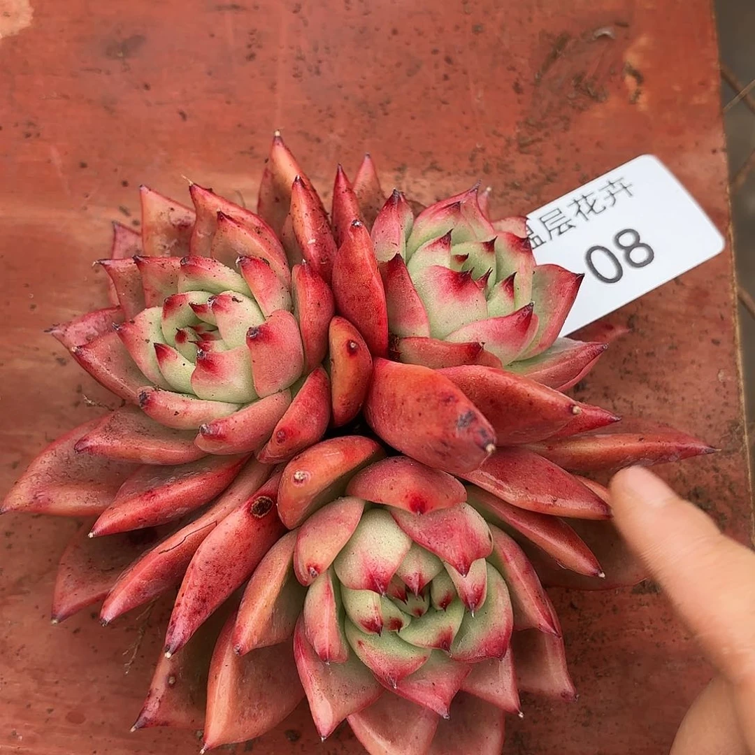 同温层多肉壮壮08