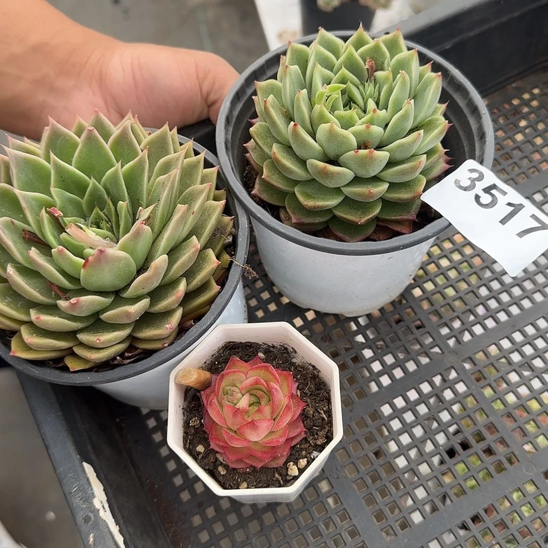 @*烨3517一组3个叠叶