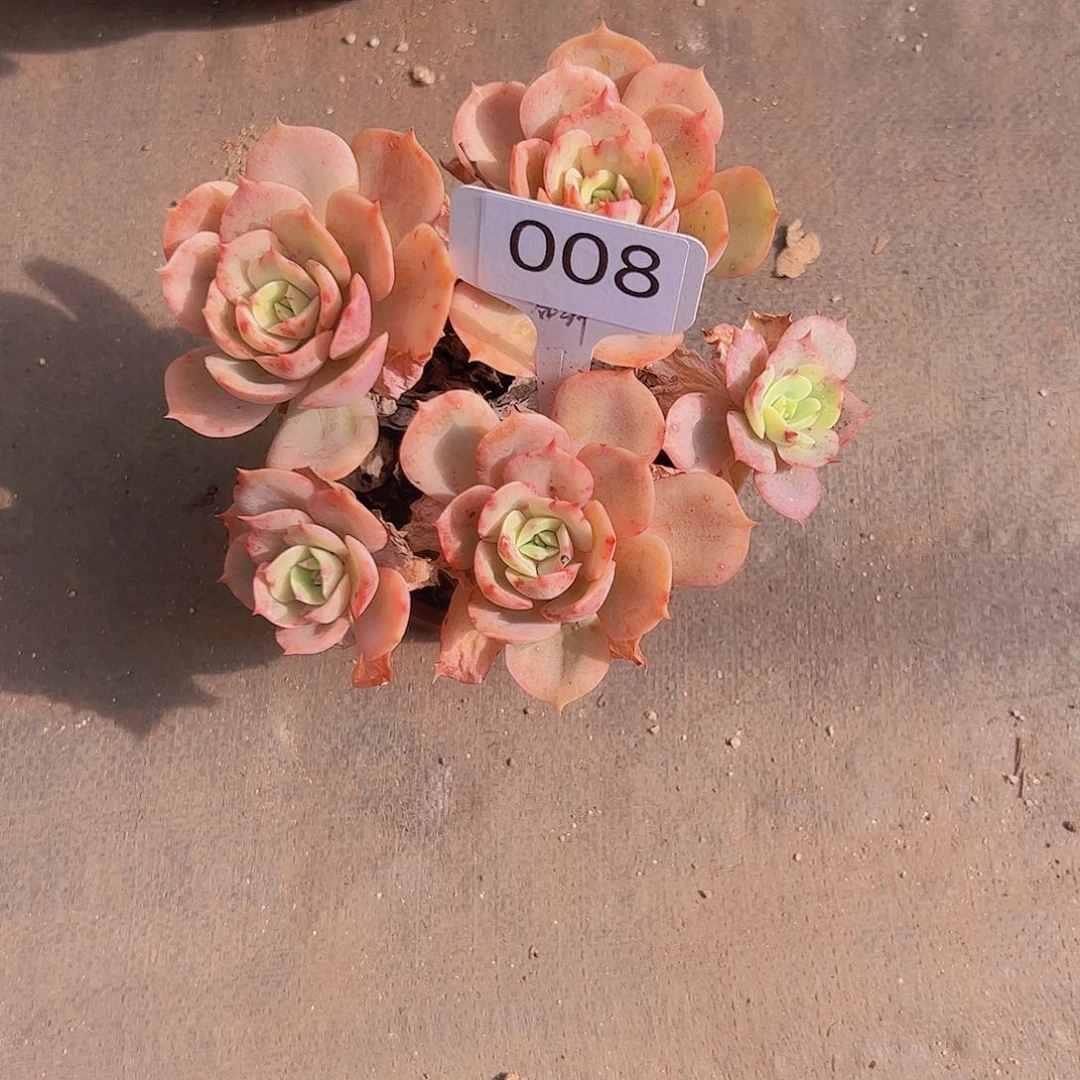 黎****T008白雪公主15。。。。