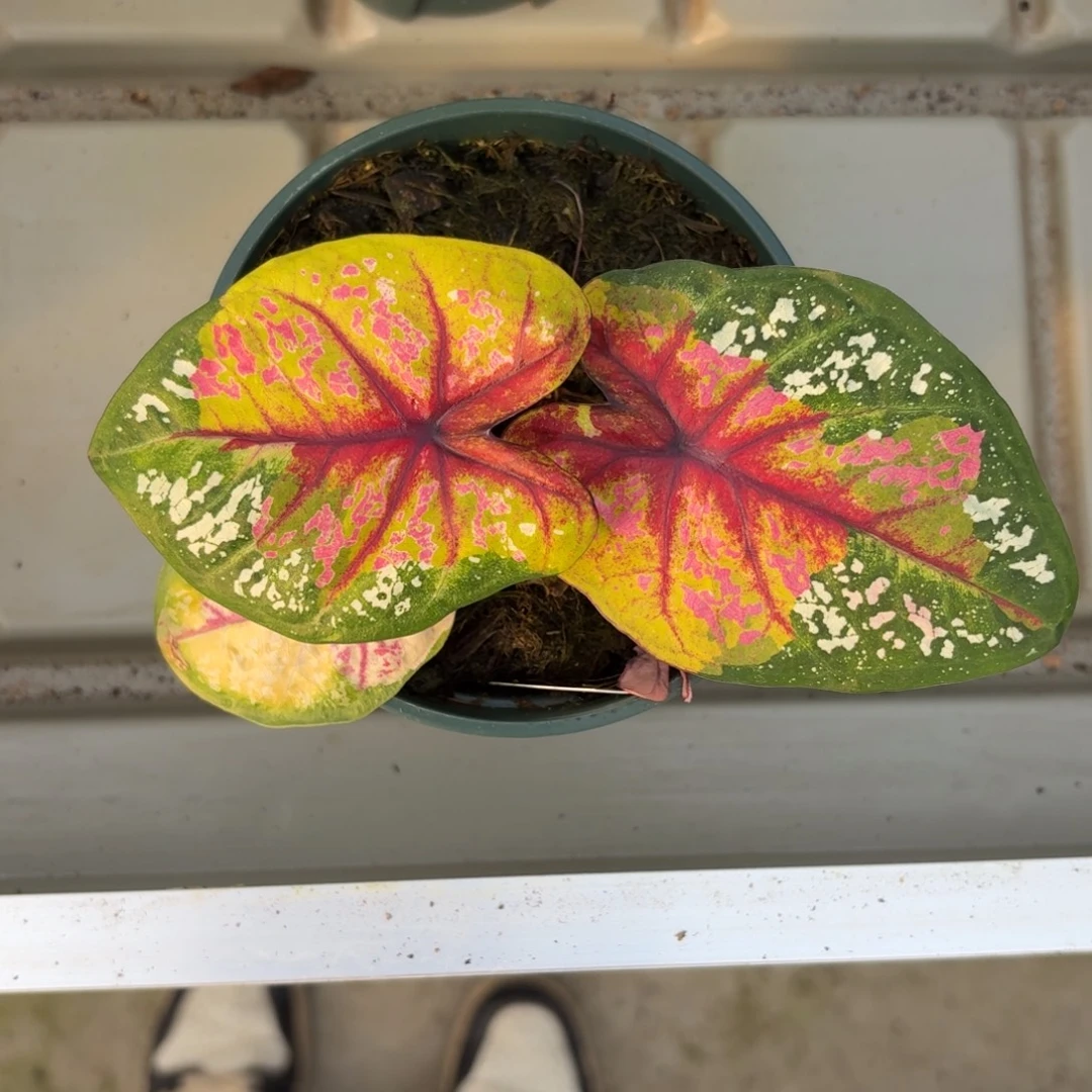 野蜂飞舞 泰国彩叶芋31-1209