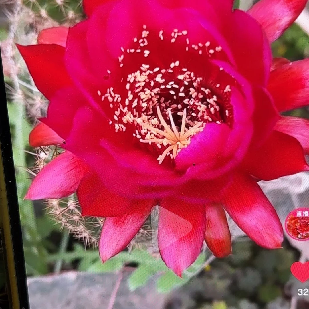 沃里茨毛侧牙20包邮11