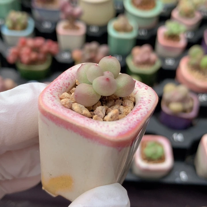 萤火虫星辰 小鼻嘎