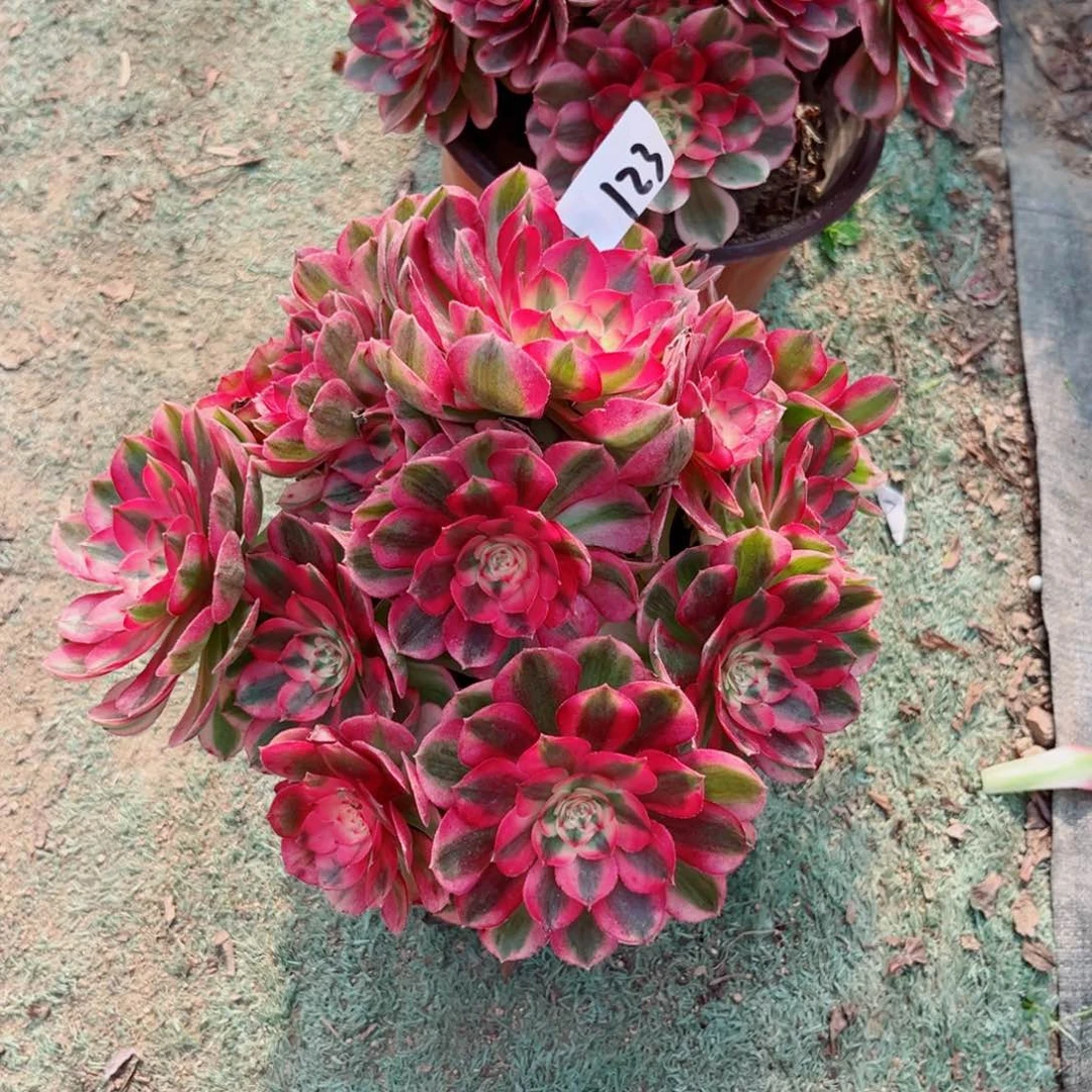 123红荔枝法师多肉植物