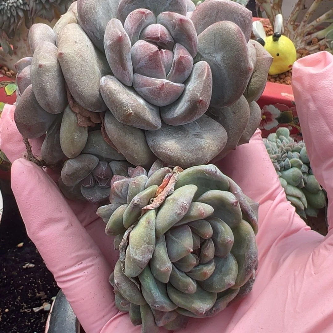 新年快乐 新年快乐 新年快乐