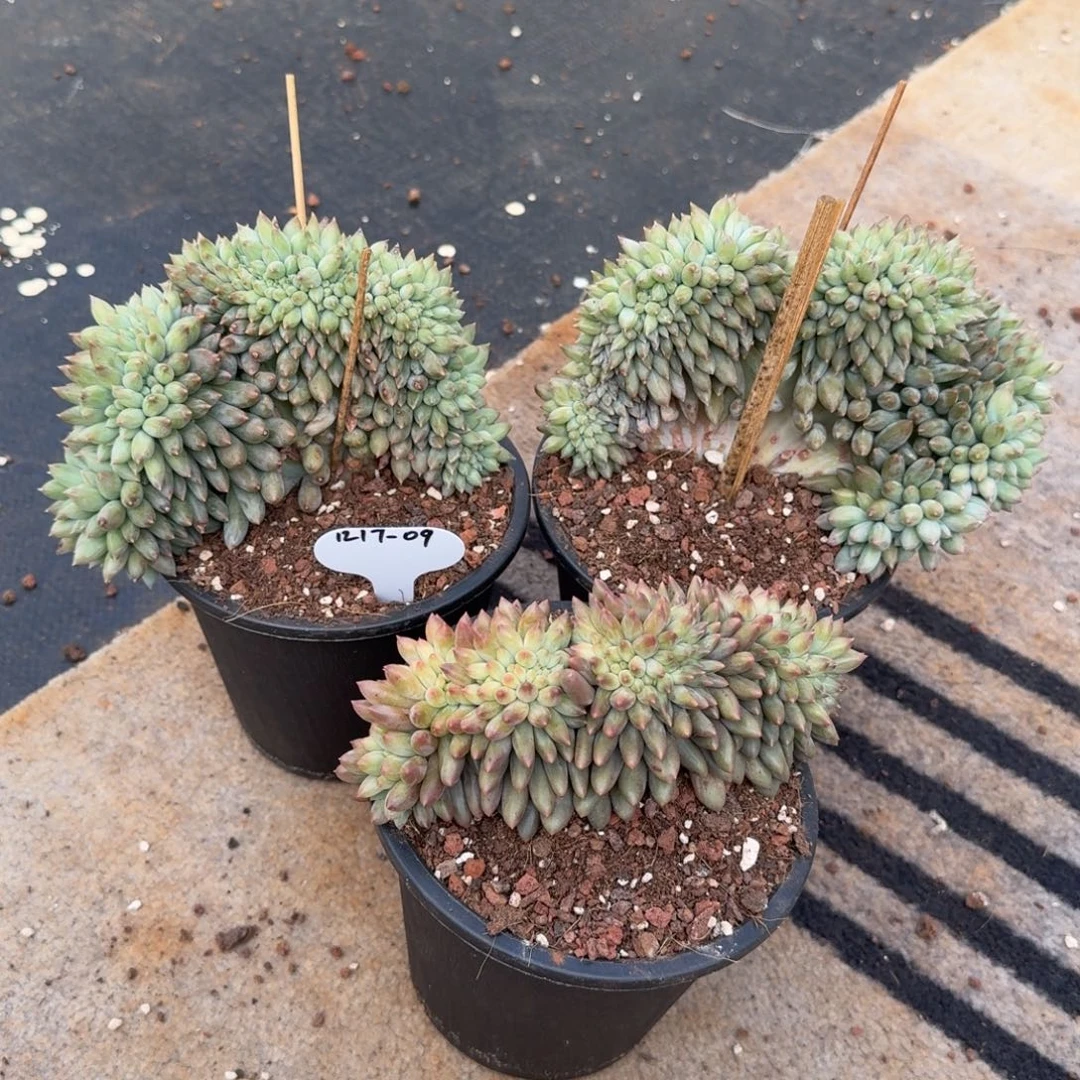 茶***筑1217-09所罗门缀化三颗