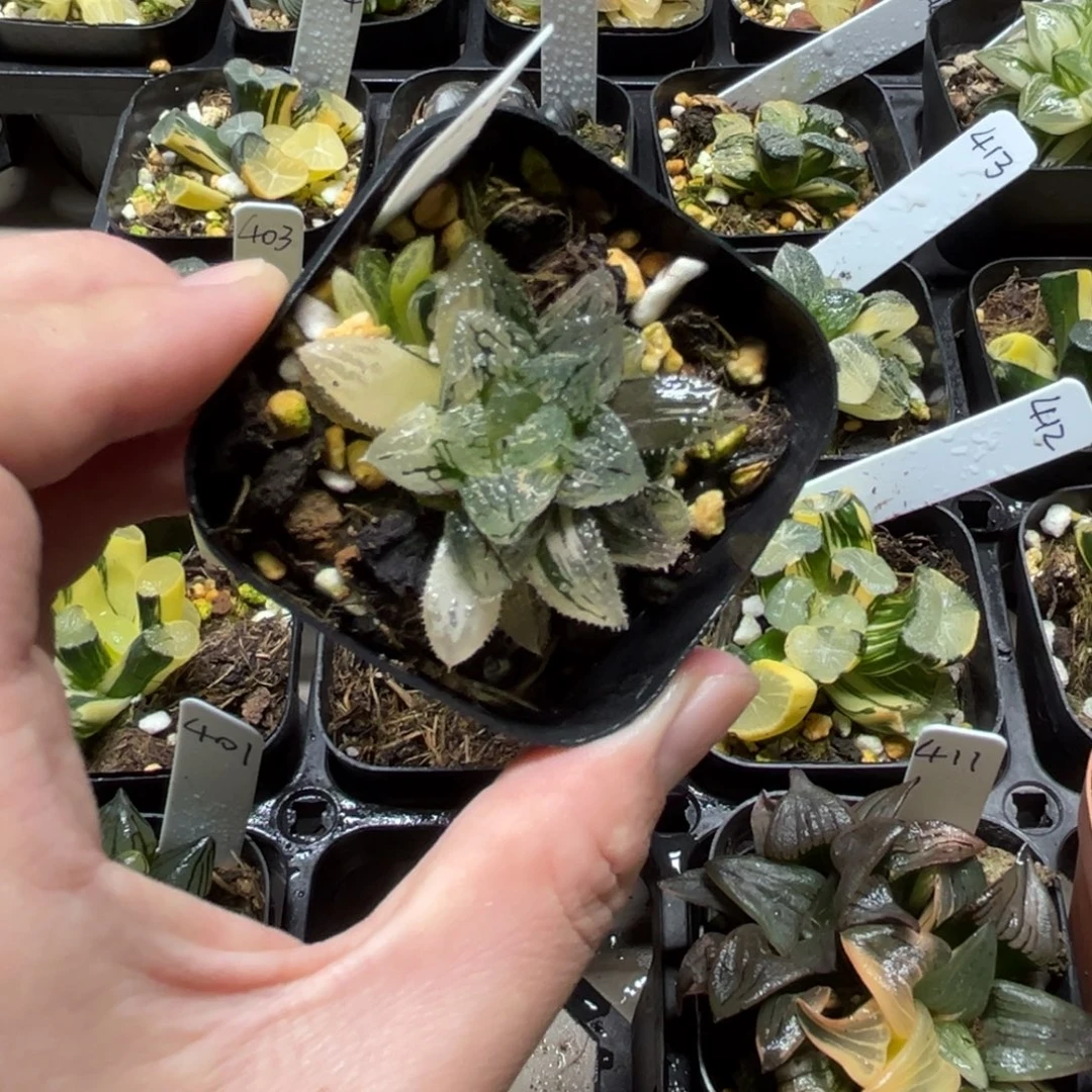 406魔刺寿锦一物一拍