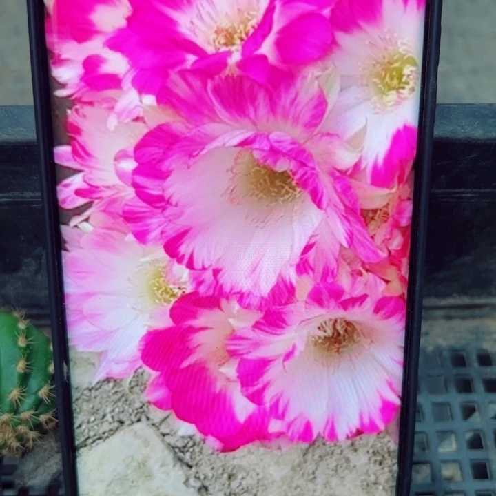 85丽花139 歪无根侧芽3公分左右20包邮