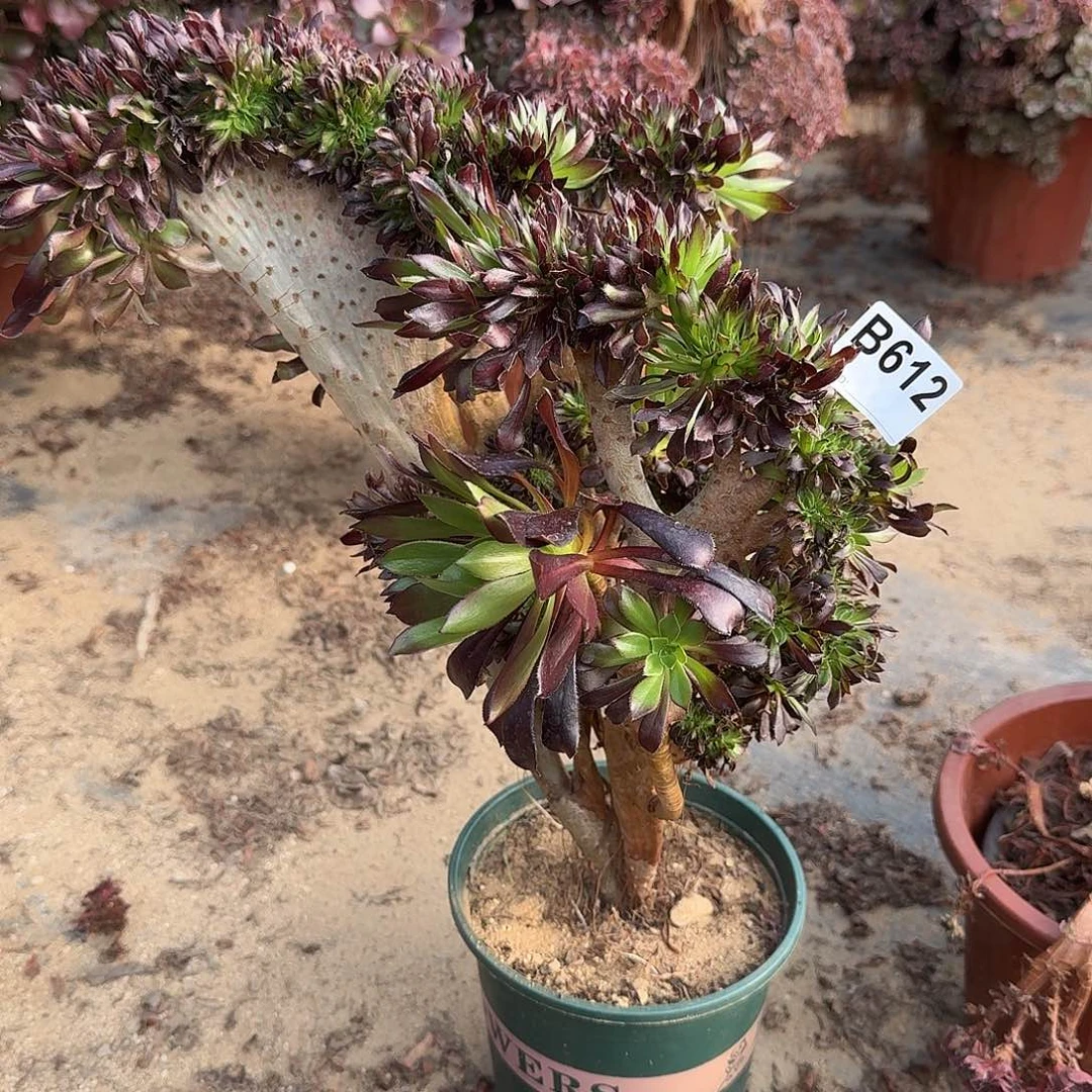 612黑法师一颗40高度