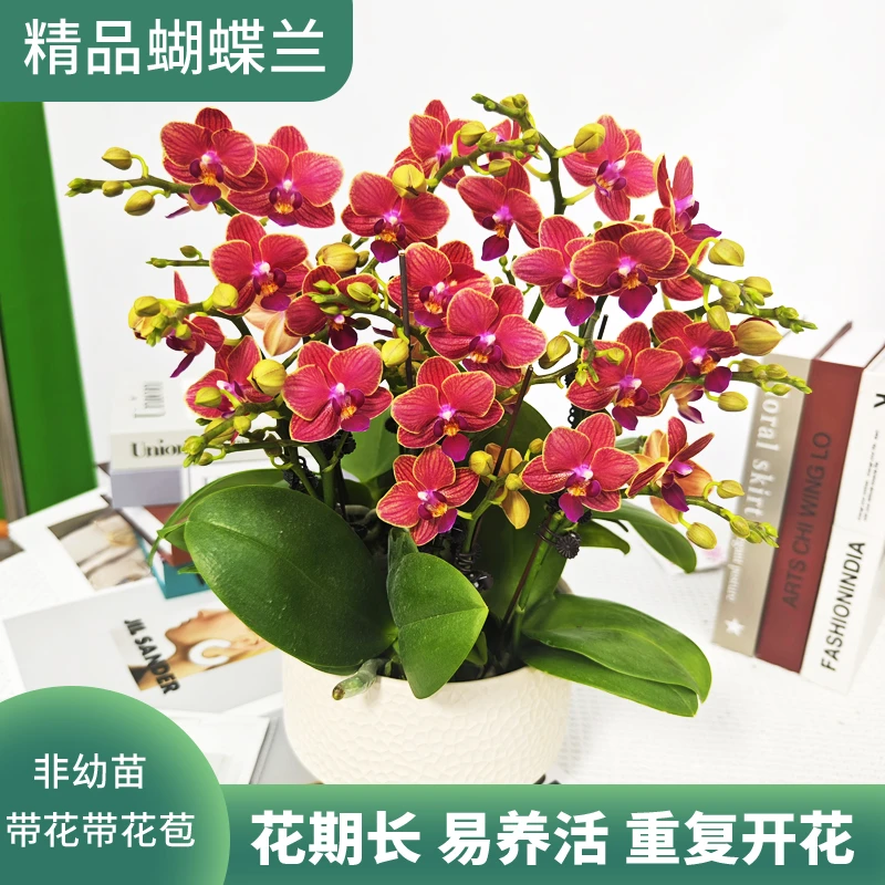 蝴蝶兰<金边玲珑> 年宵花 鲜花绿植 带花带花苞 送人送礼