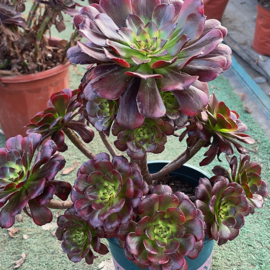 139美姬精品法师多肉