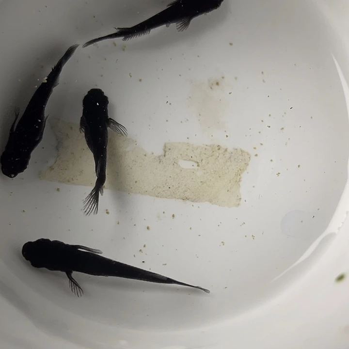 青鳉鱼飞梦大蛇4条