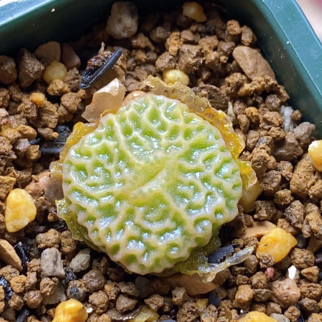 dt7778超烧（青蛙种源）