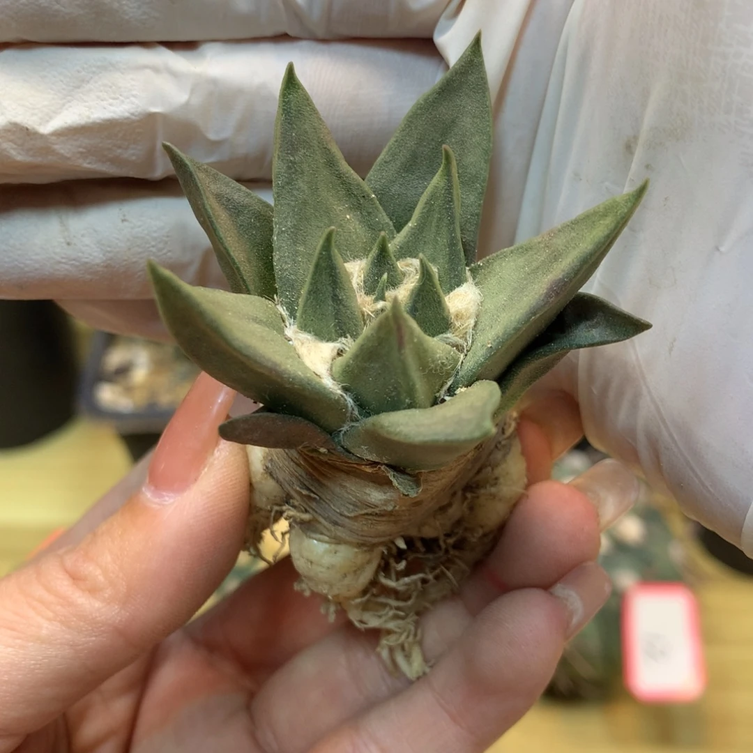 23号  实生龙牙岩牡丹叶展5公分