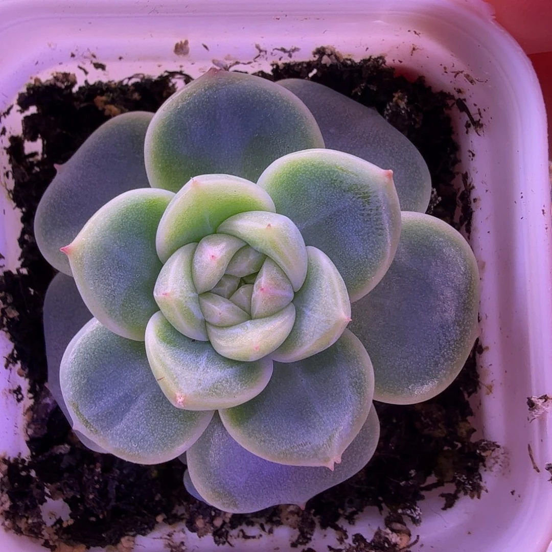 暴富财富密码一物一拍