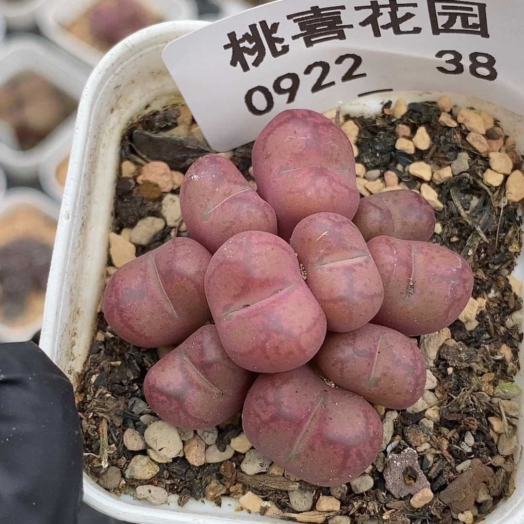 0922-38-杂交福利。