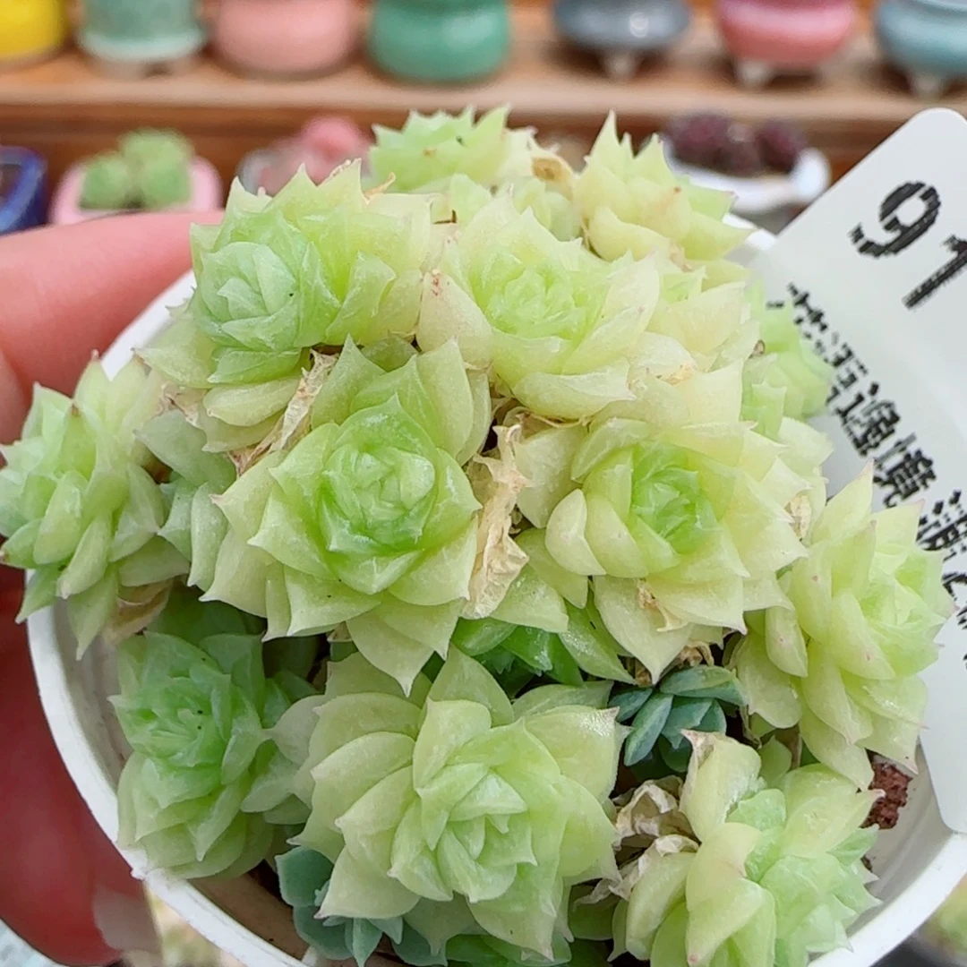 花语逸镜0915-91散
