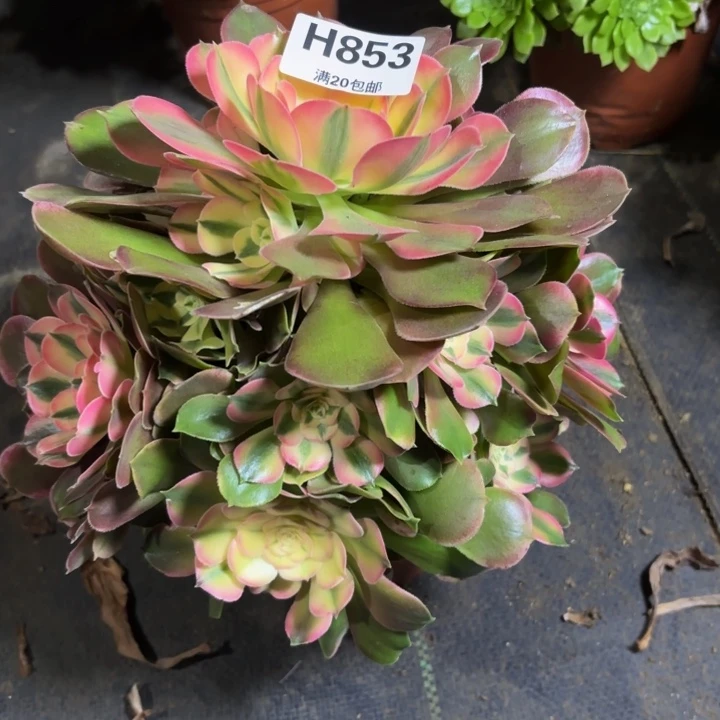 瑞妈，，，，。。853。香妃，