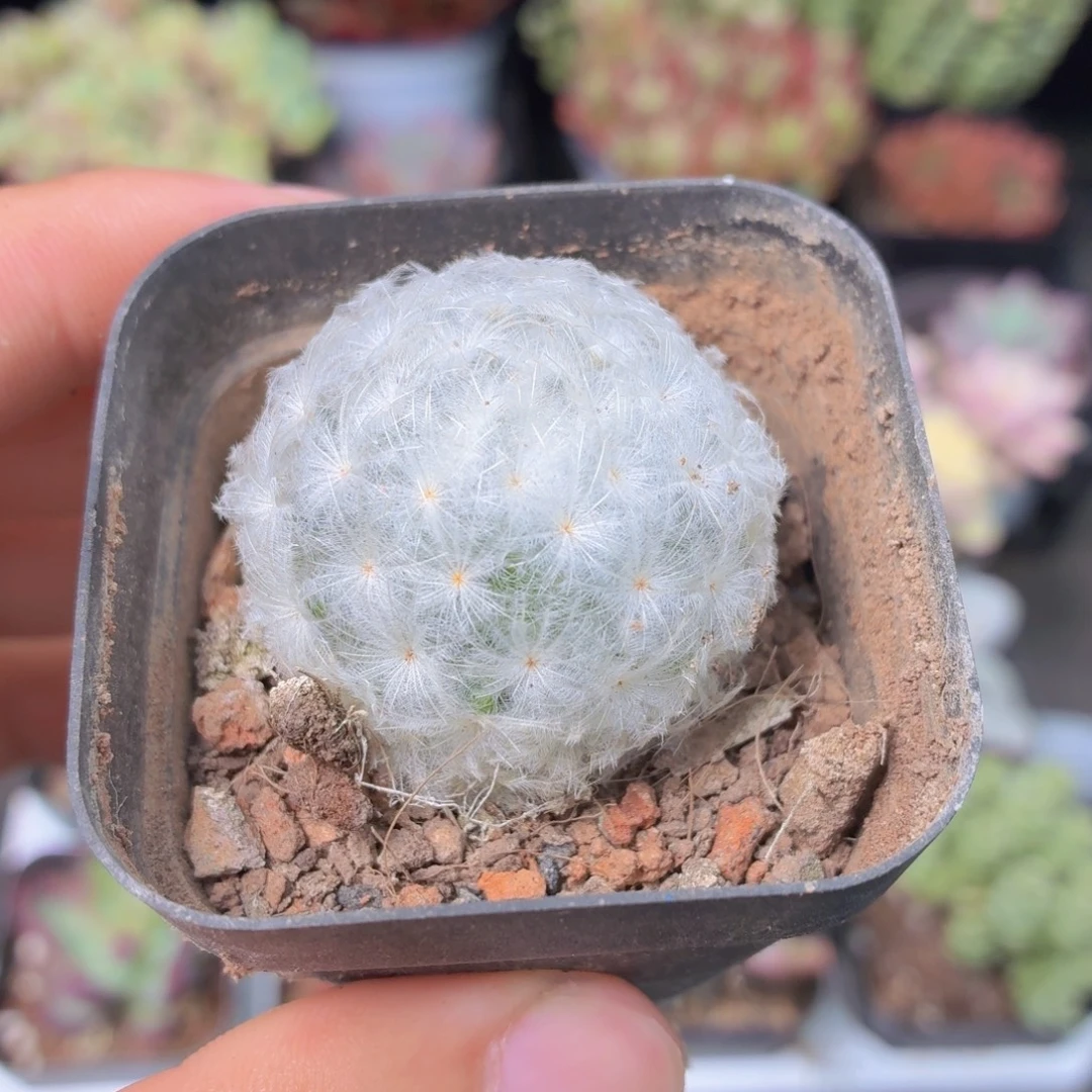 白星多肉9.9包邮发货