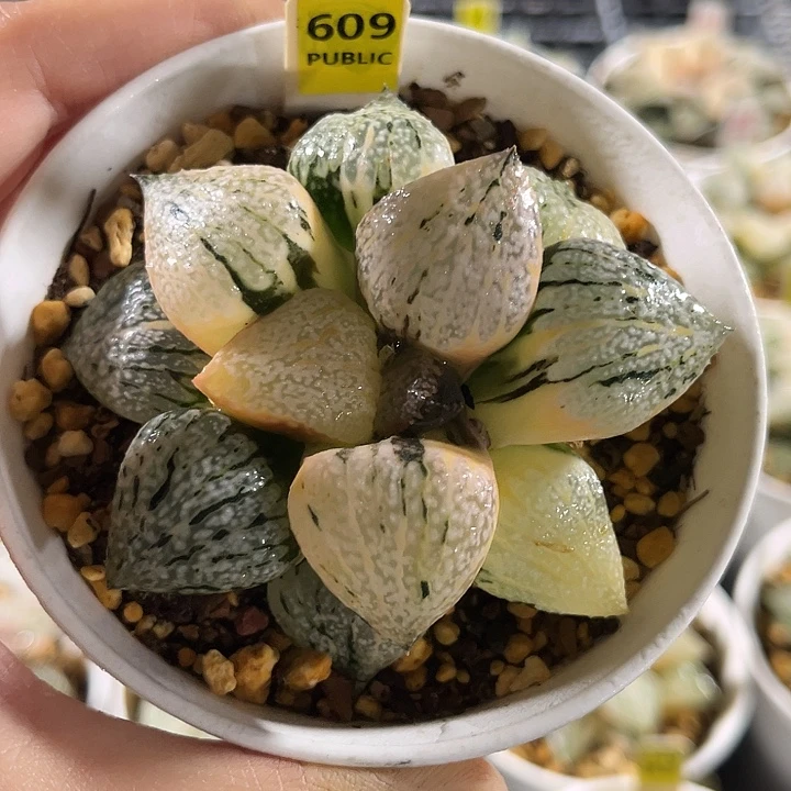 609实生丸叶白银寿锦