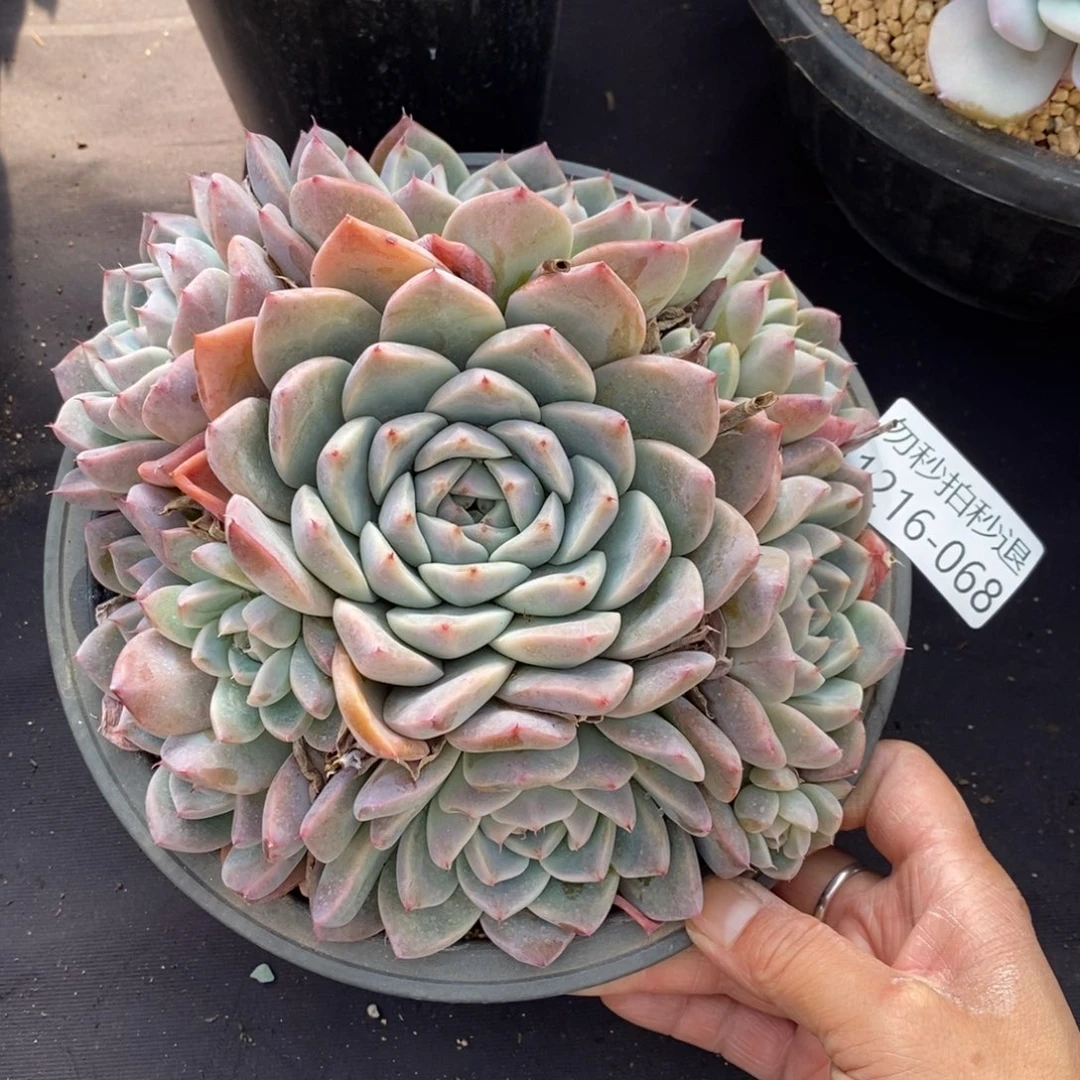 两单包邮1216-68阿尔巴佳人