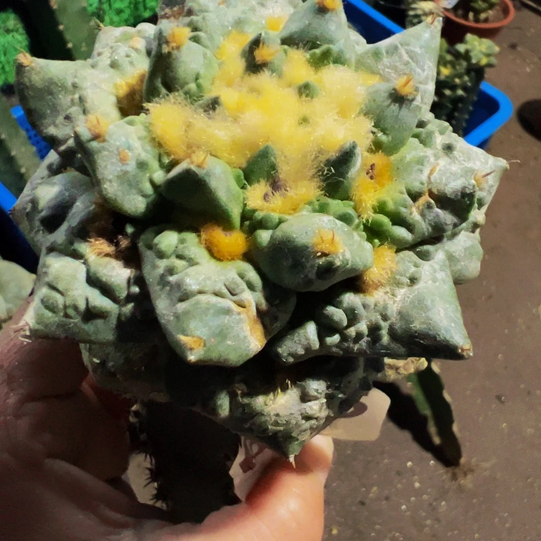 无花朵龟甲怒涛微瑕疵685