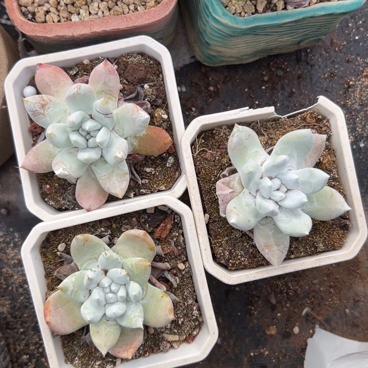 福利一组拇指杂0449
