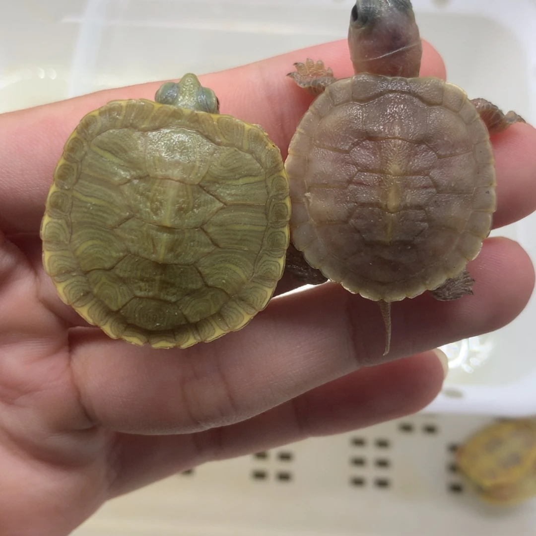 不分公母巴西彩龟