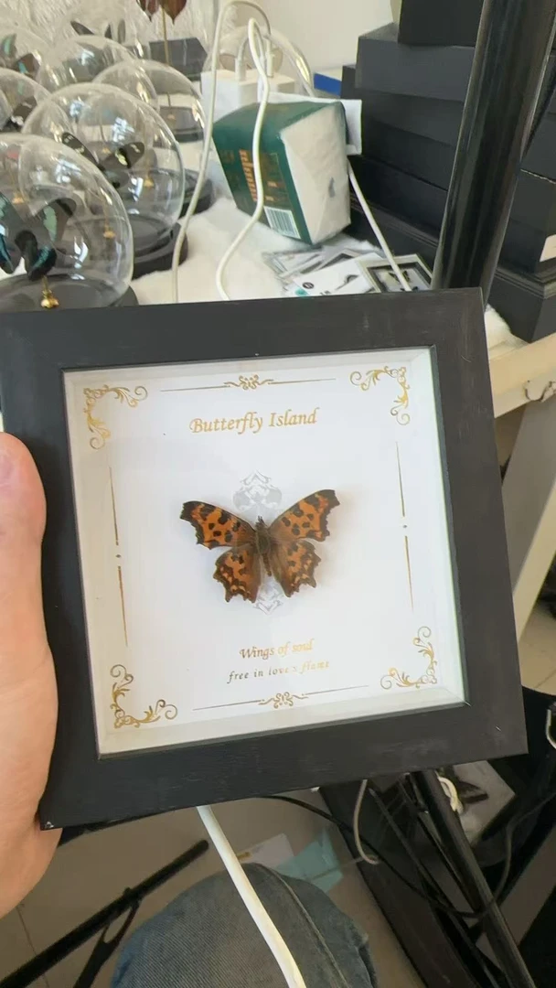 黄钩蛱蝶精美蝴蝶标本