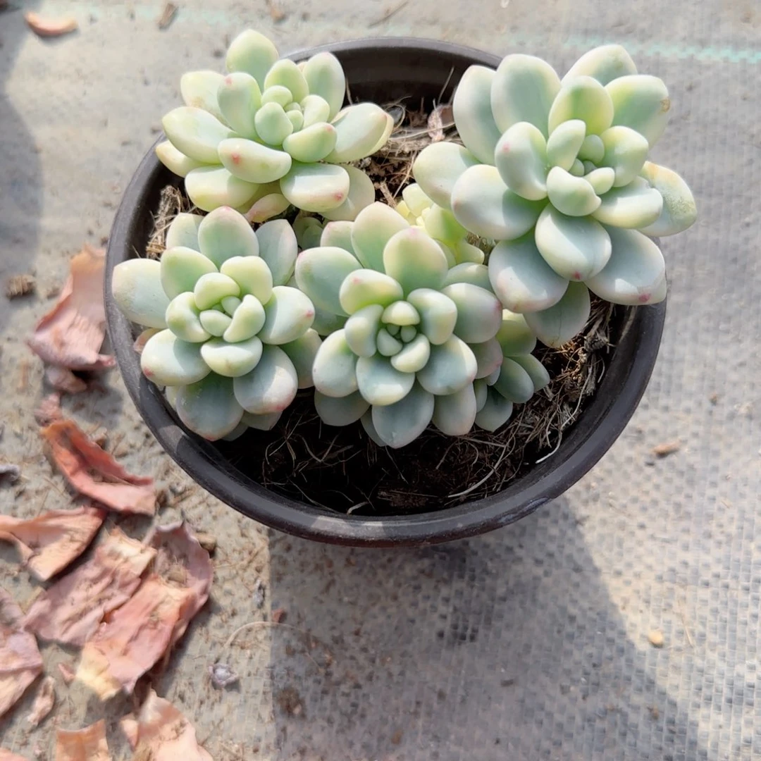 无花朵小洛神锦120