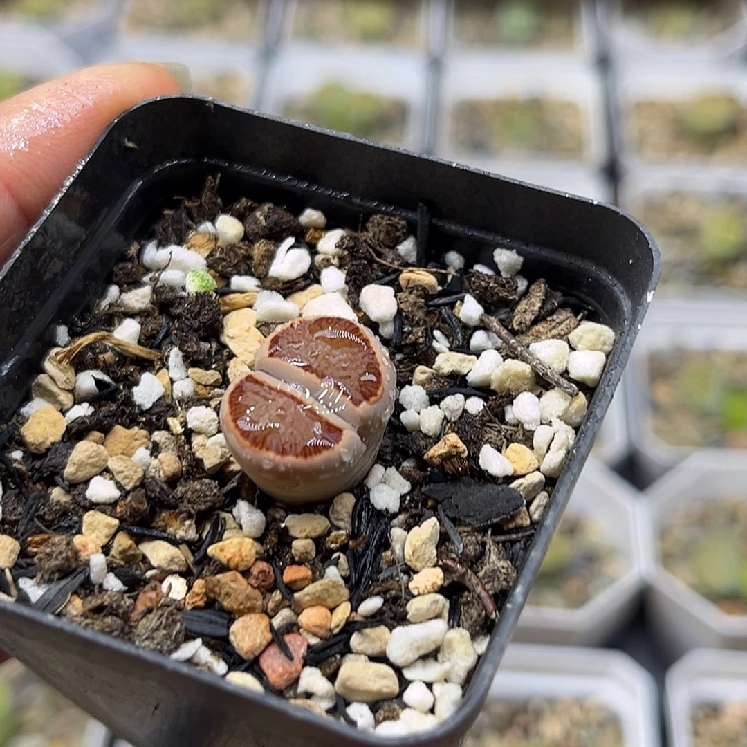 一物一拍红窗菊2443