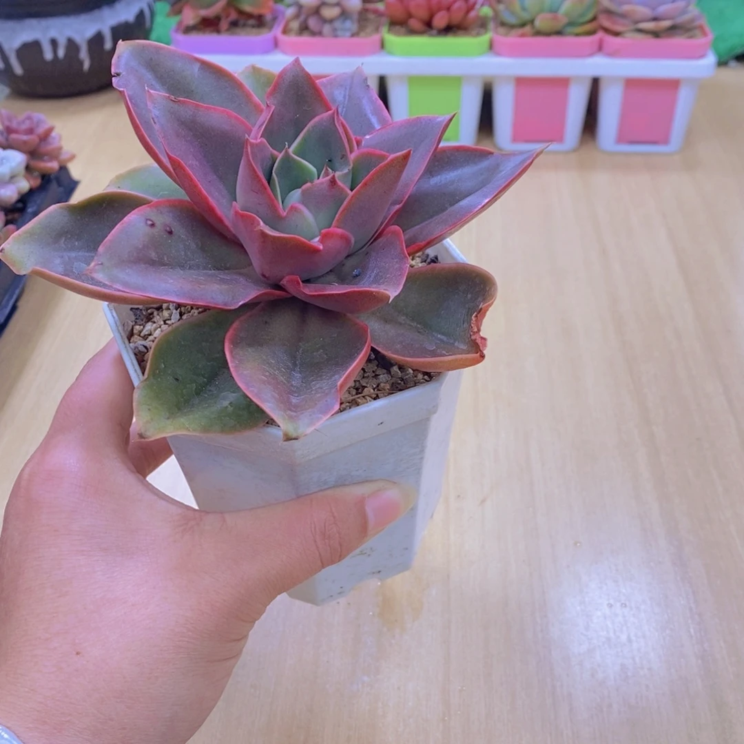 无花朵多肉植物大河之舞110