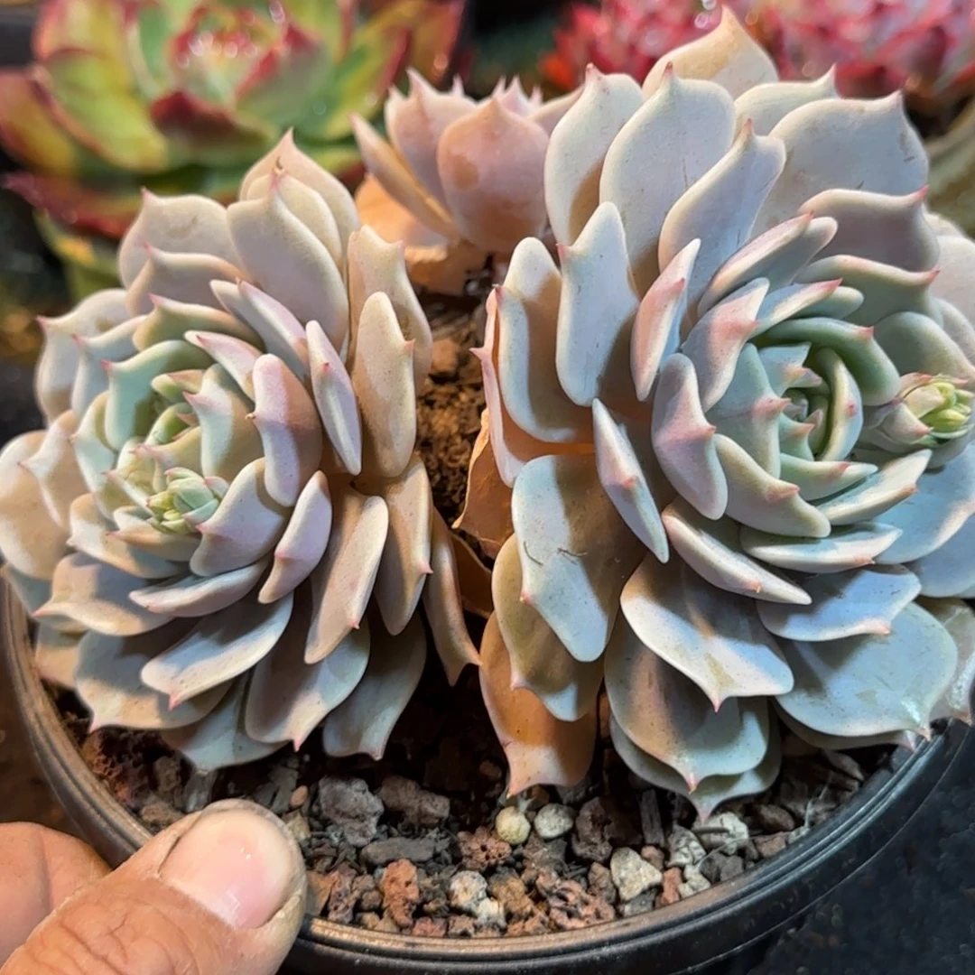 露娜脸一物一拍包装收缩花旱