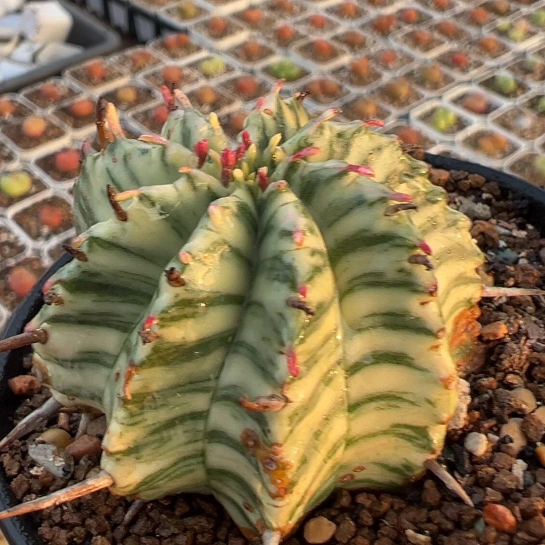 斑马锦多肉植物百科
