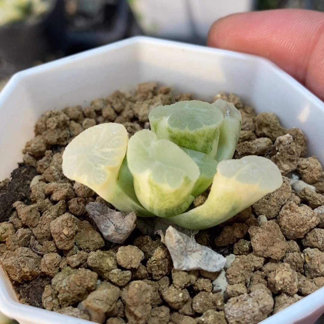 一颗万象锦 元旦福利