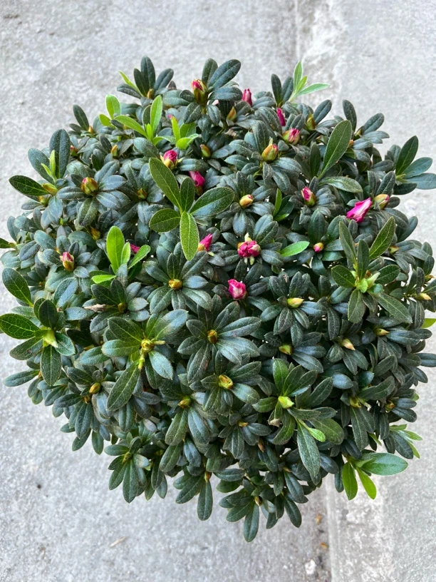 西玛杜鹃花盆栽四季开花四季常青室内外观赏植物耐寒耐热