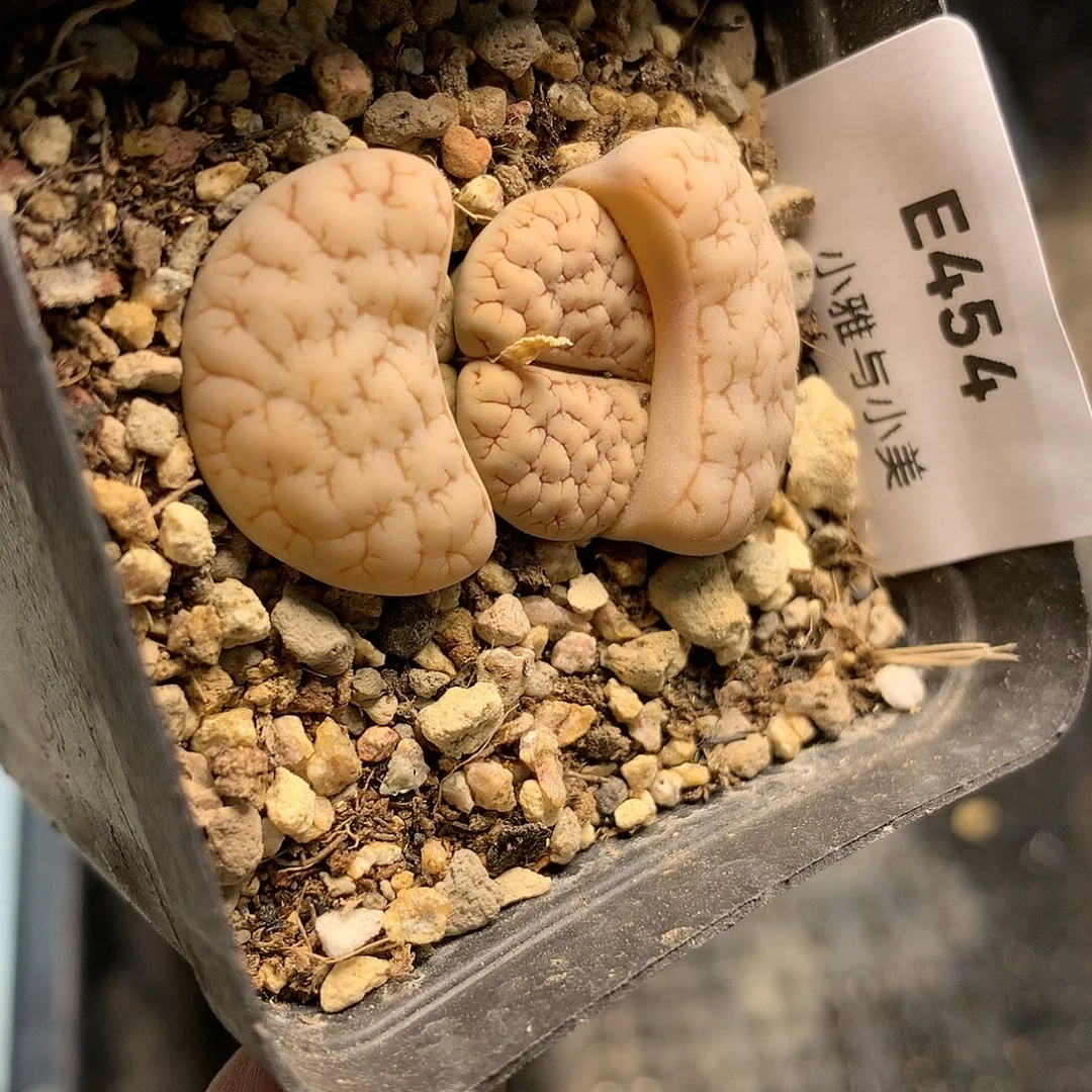 E454多肉植物保护