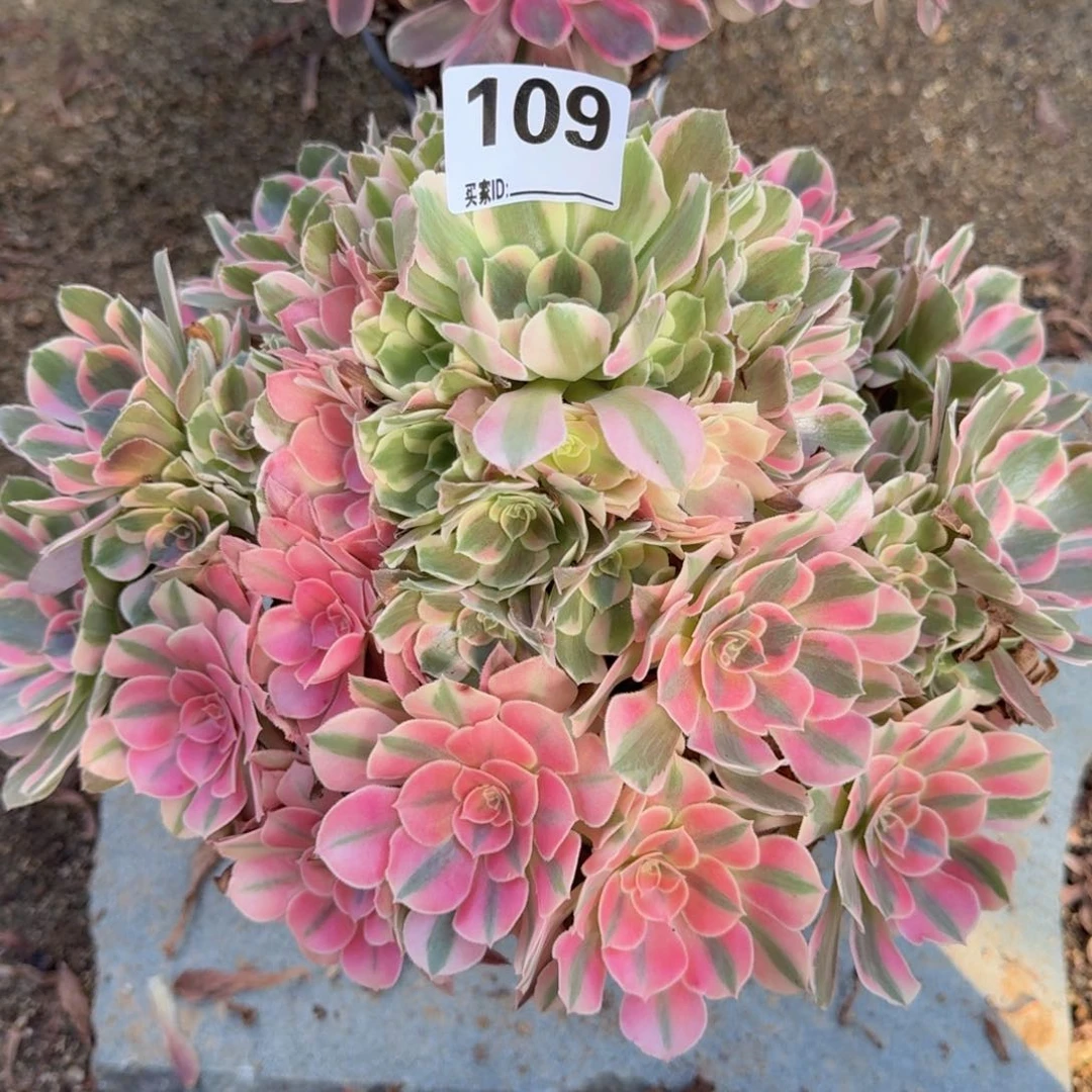 109粉女郎多肉植物