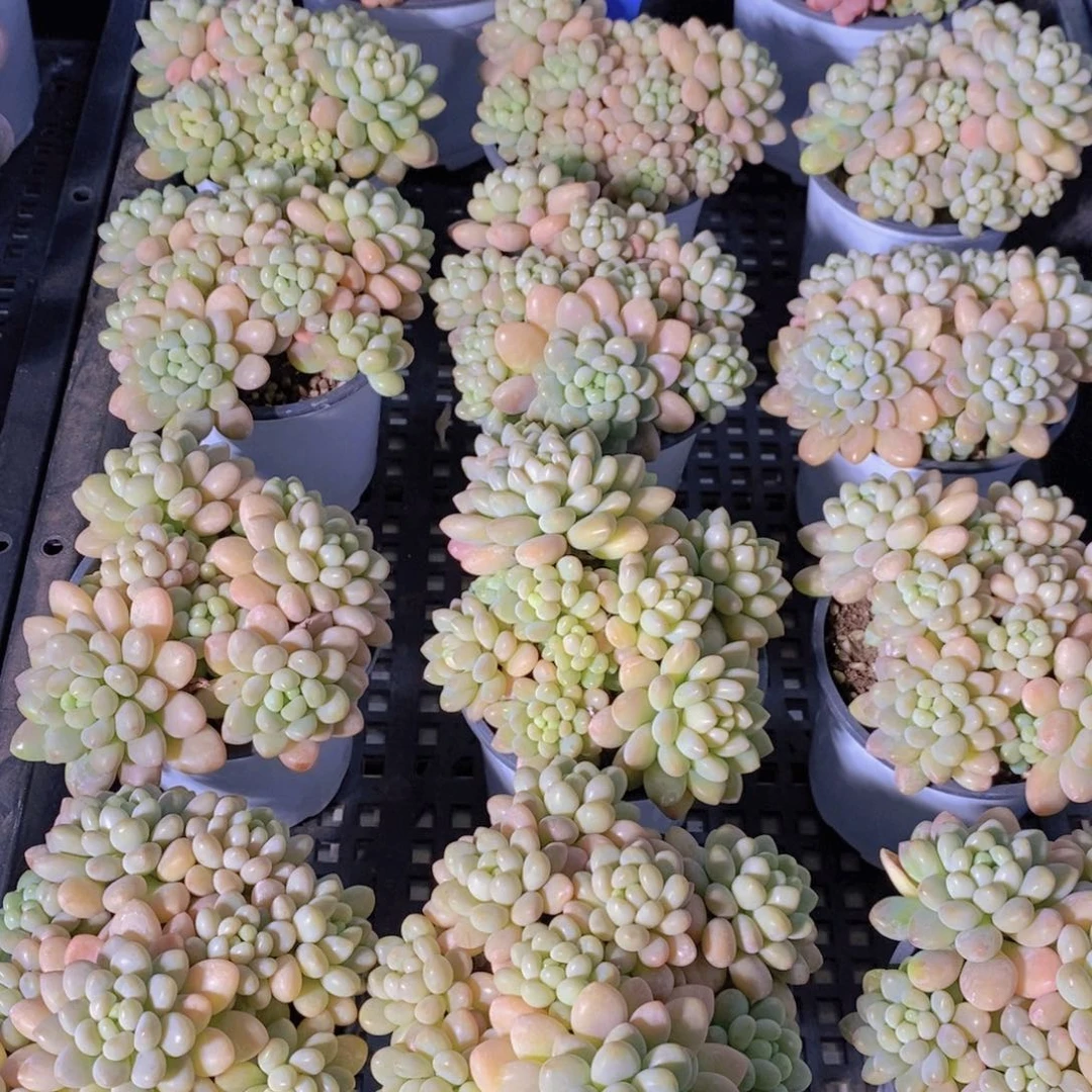 量拍47号 精品母本果冻洛可可群一个