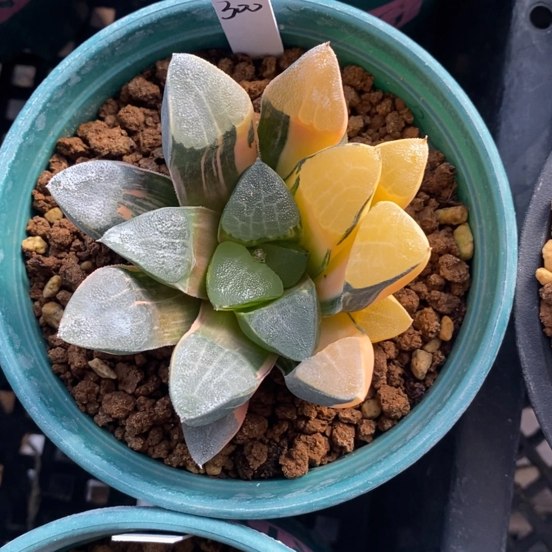 一颗实生大克锦。