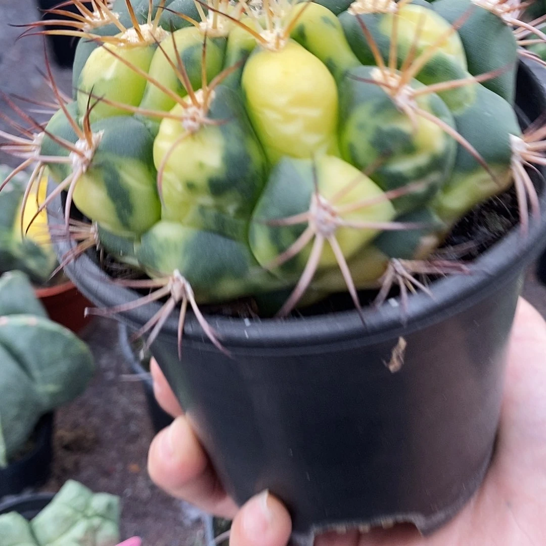 未**远花花草草花花草草