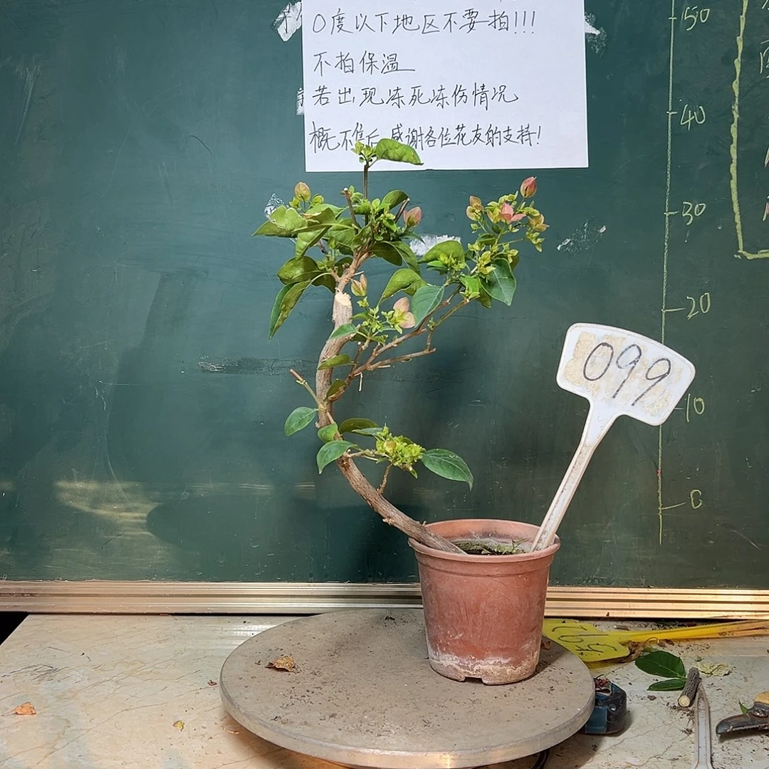 完全开放造型 绿叶五宝099