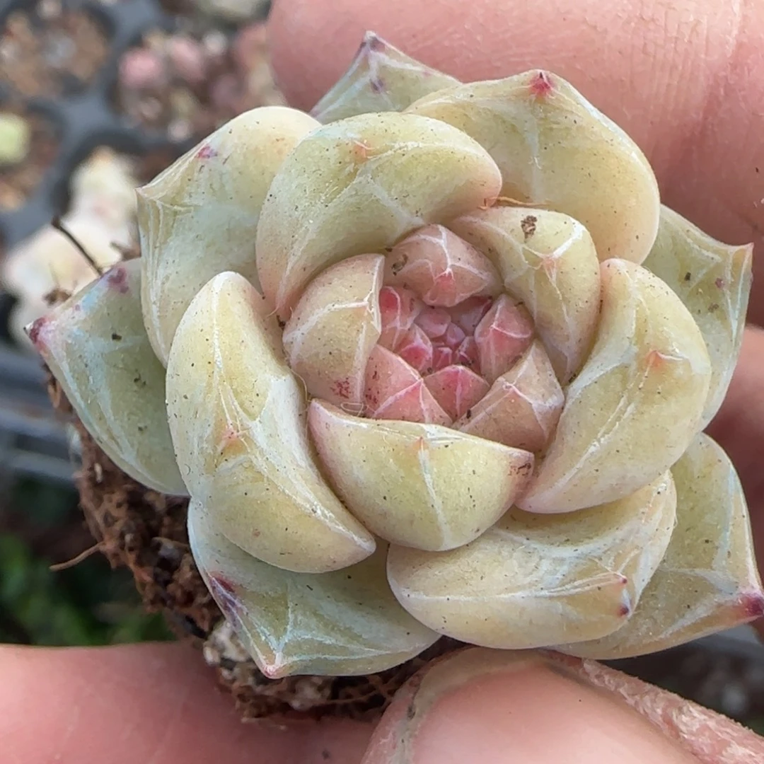 多肉小卡拉米糖心一物一拍