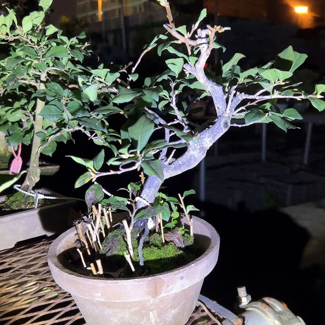 无花朵盆景不包邮98787