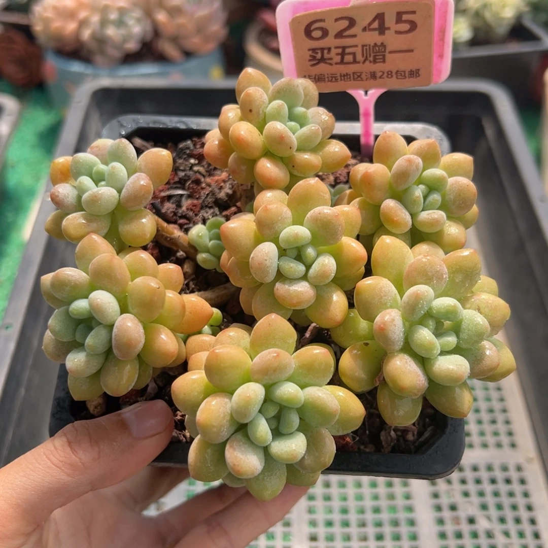 表妹精品多肉植物6245.