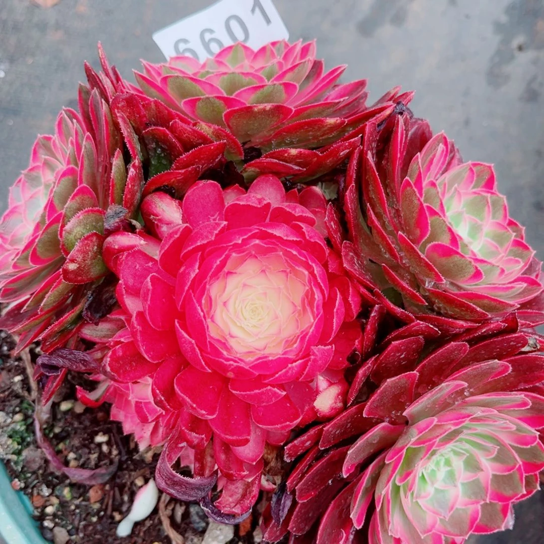 孔雀翎特价多肉发货