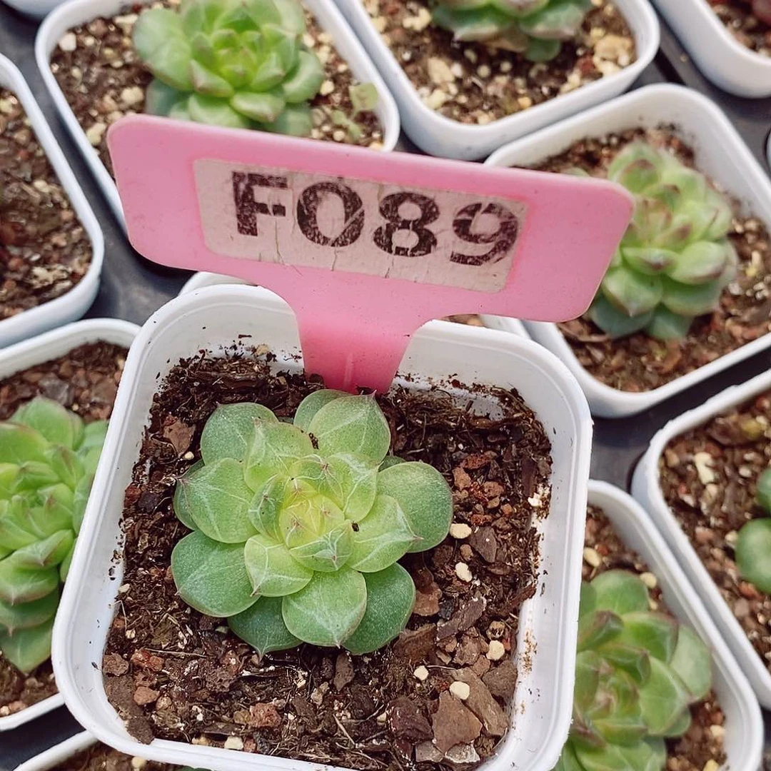 哇*塞珍珠翡翠4cm多肉植物