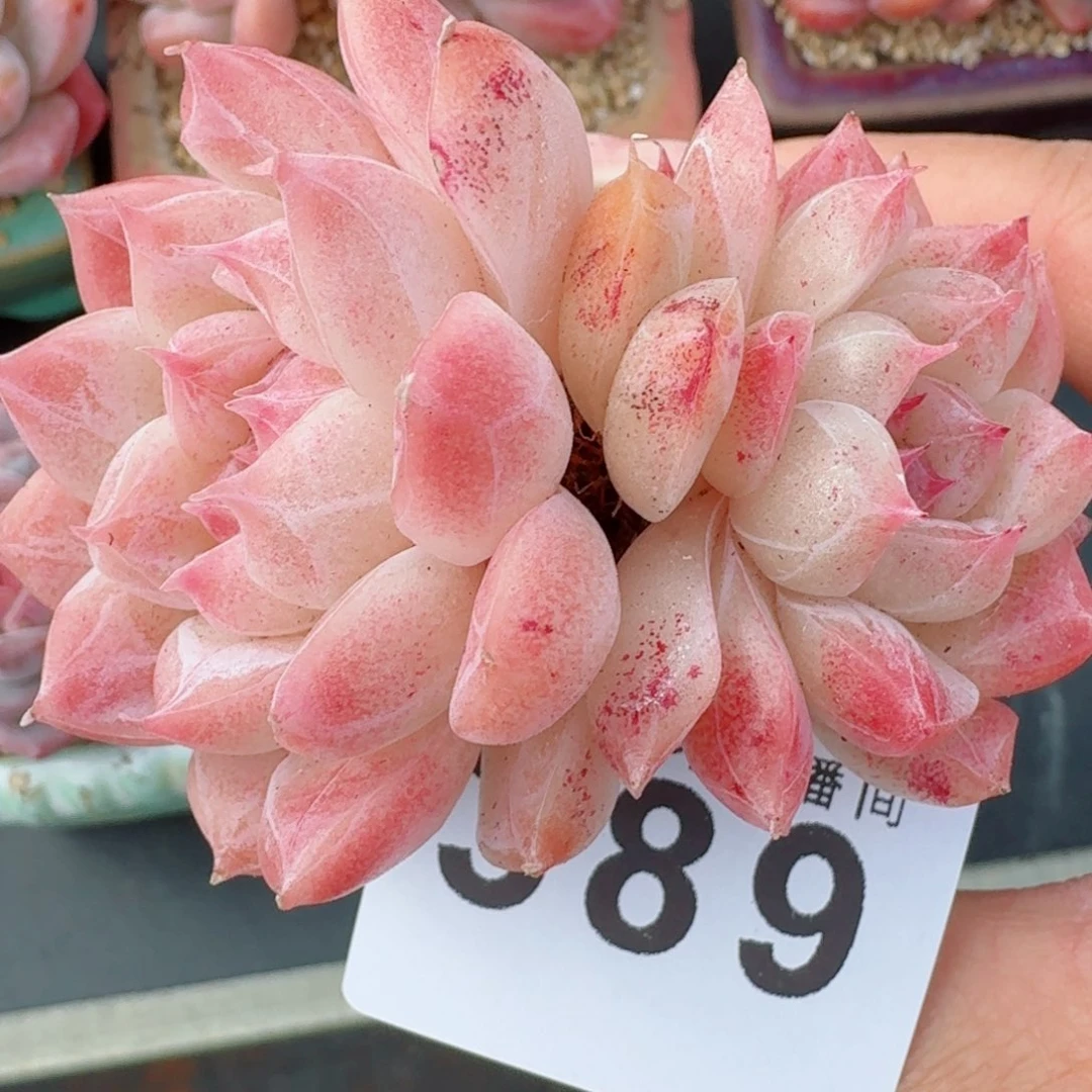 樱花女王      愿你一路坦途，乘风破浪展宏图