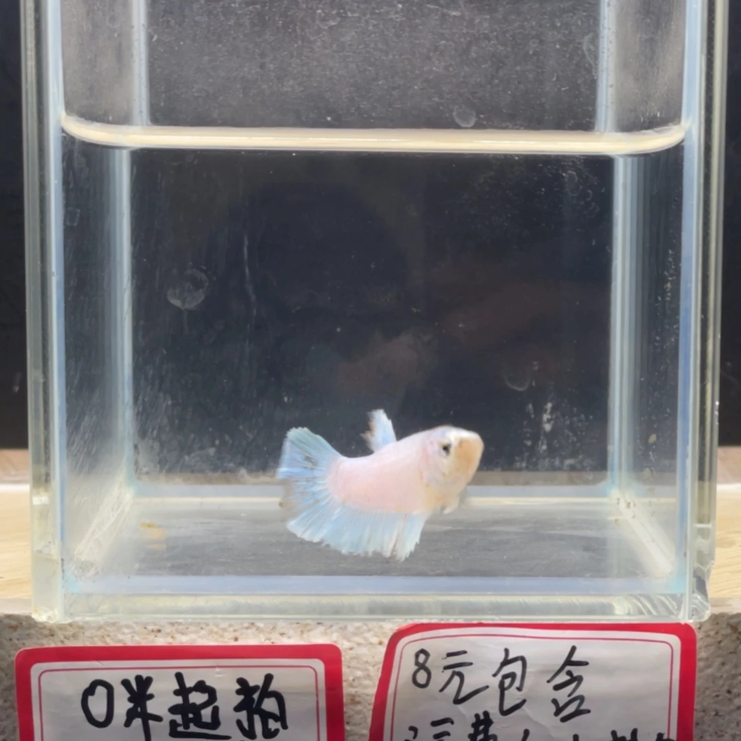 斗鱼泰国斗鱼母鱼泰斗