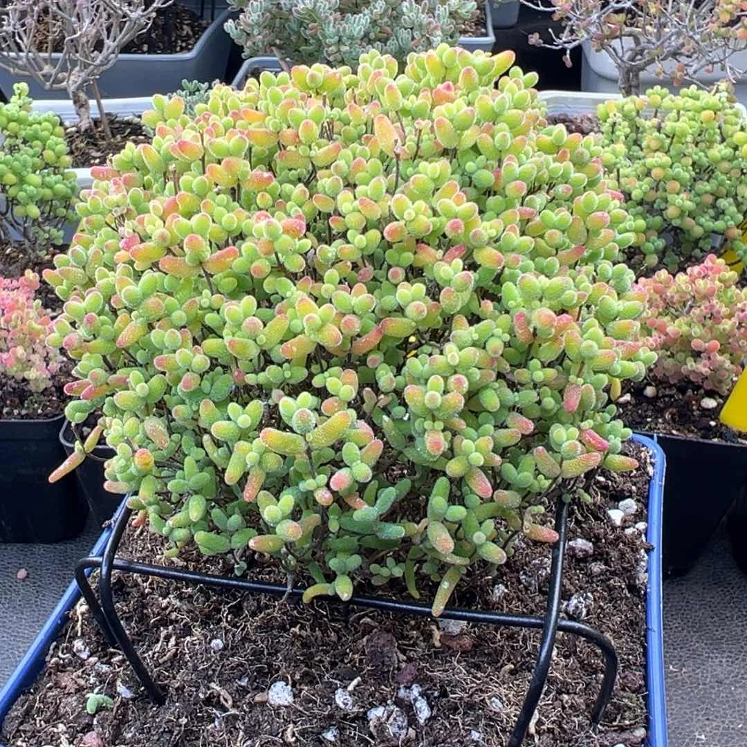 炸福利蜜橘糖球12cm盆