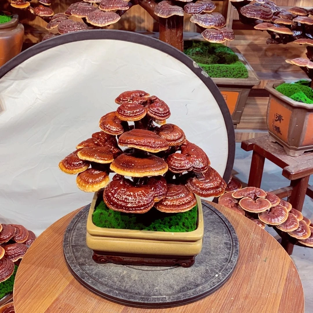 发财树发财树发财树